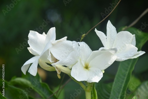 Plumeria or temple tree white flower with drop of water blooming in garden