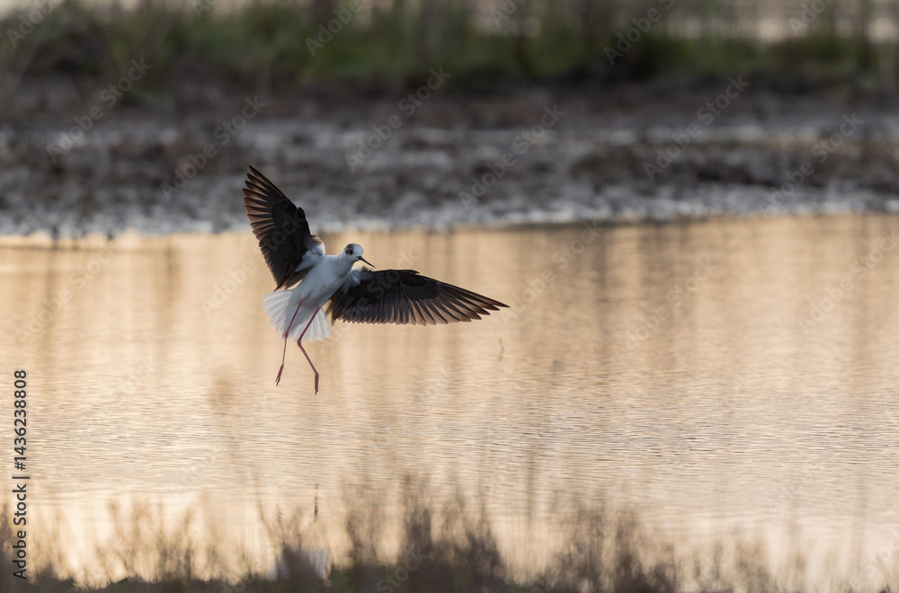 Black-winged Stilt Himantopus himantopus in Brittany, France