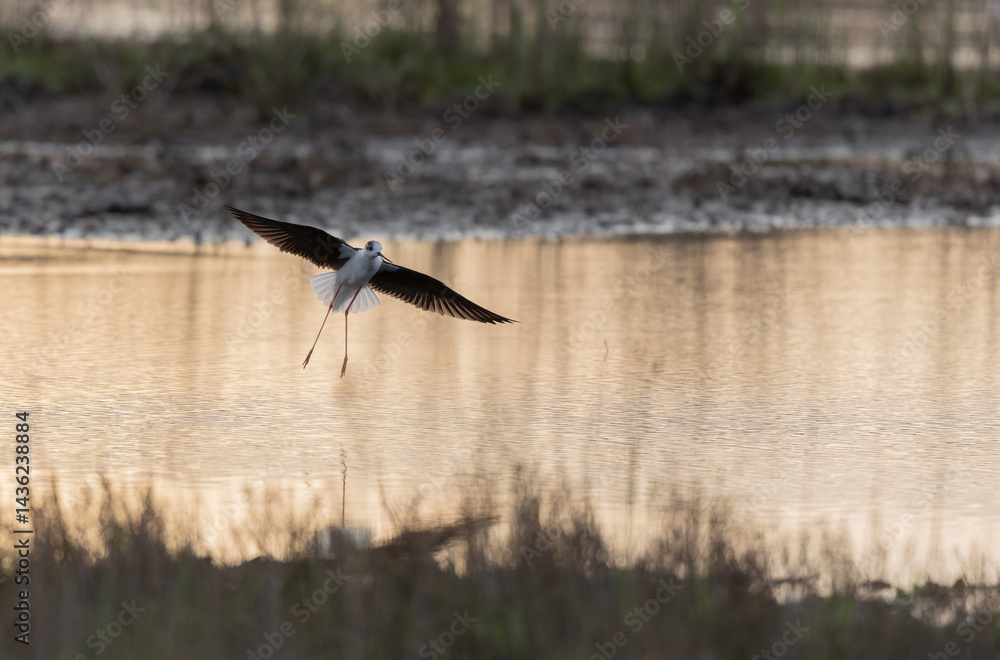 Black-winged Stilt Himantopus himantopus in Brittany, France