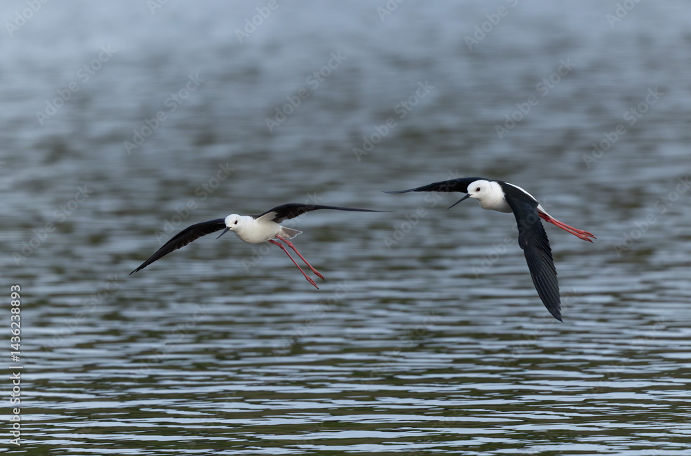 Black-winged Stilt Himantopus himantopus in Brittany, France