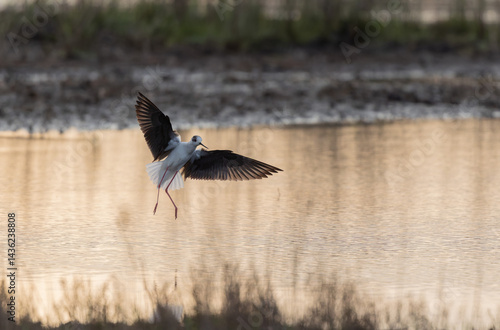Obraz na płótnie Black-winged Stilt Himantopus himantopus in Brittany, France w salonie