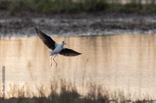 Black-winged Stilt Himantopus himantopus in Brittany, France