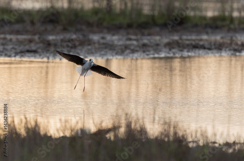 Obraz na płótnie Black-winged Stilt Himantopus himantopus in Brittany, France w salonie