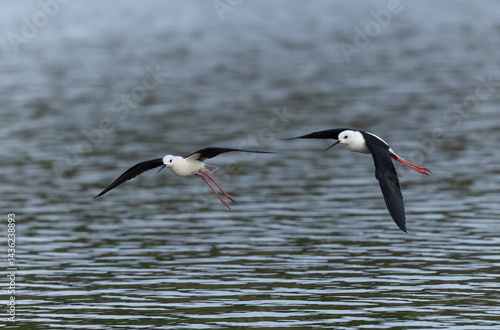 Obraz na płótnie Black-winged Stilt Himantopus himantopus in Brittany, France w salonie