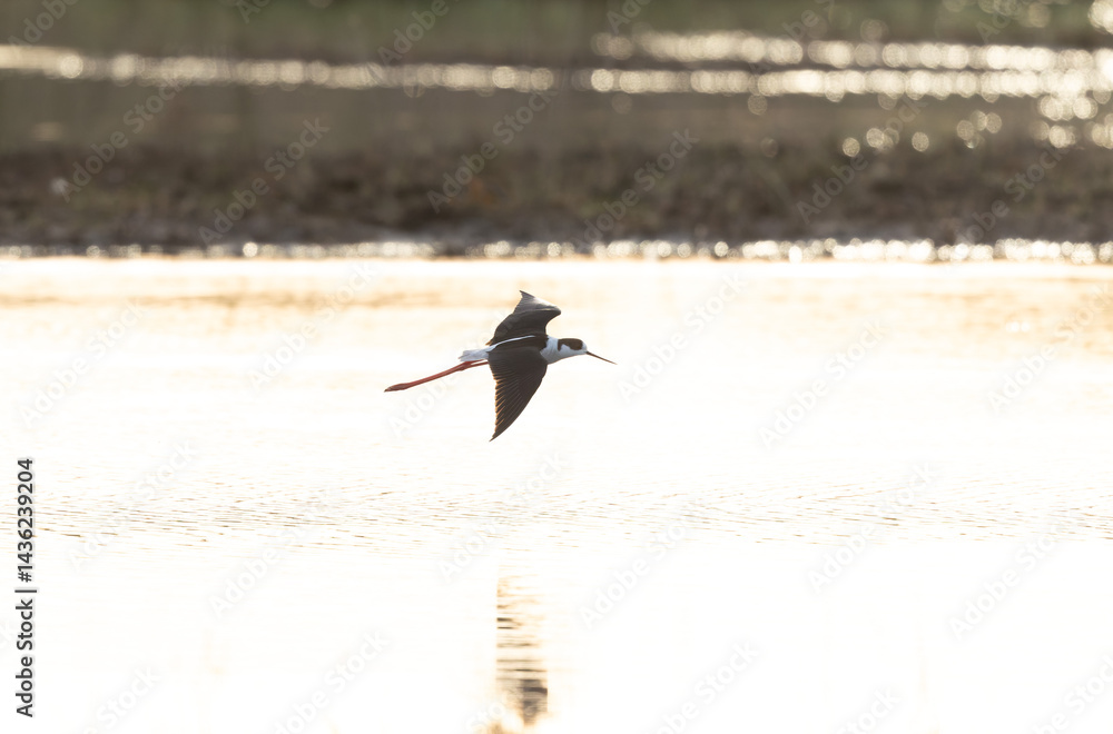 Black-winged Stilt Himantopus himantopus in Brittany, France