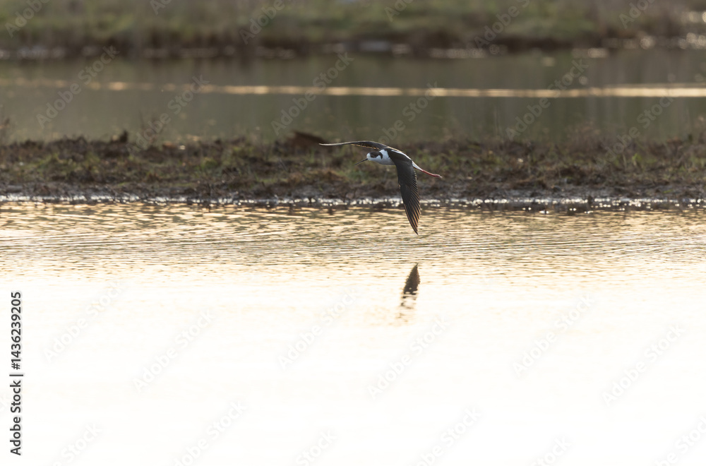 Black-winged Stilt Himantopus himantopus in Brittany, France