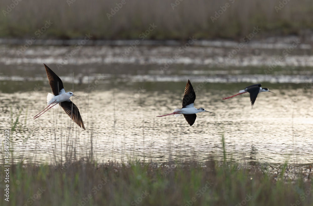 Black-winged Stilt Himantopus himantopus in Brittany, France