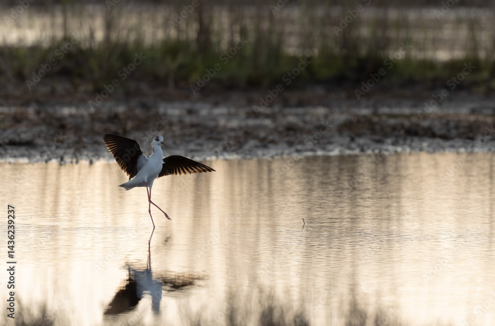 Black-winged Stilt Himantopus himantopus in Brittany, France