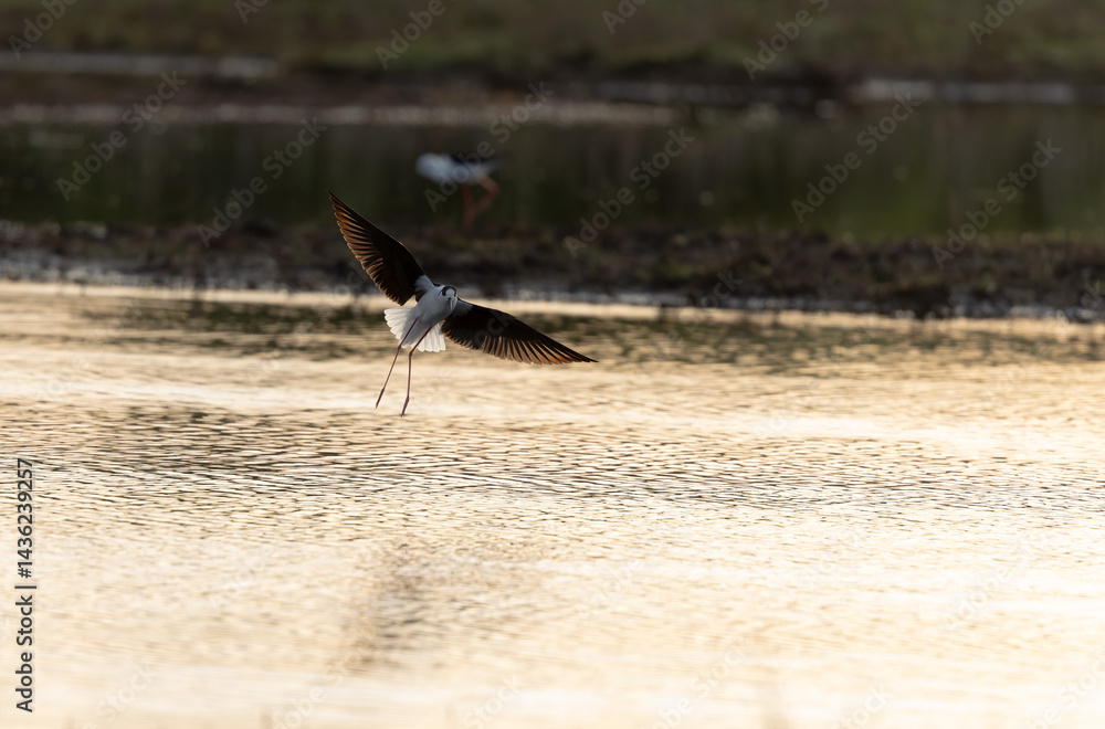 Black-winged Stilt Himantopus himantopus in Brittany, France