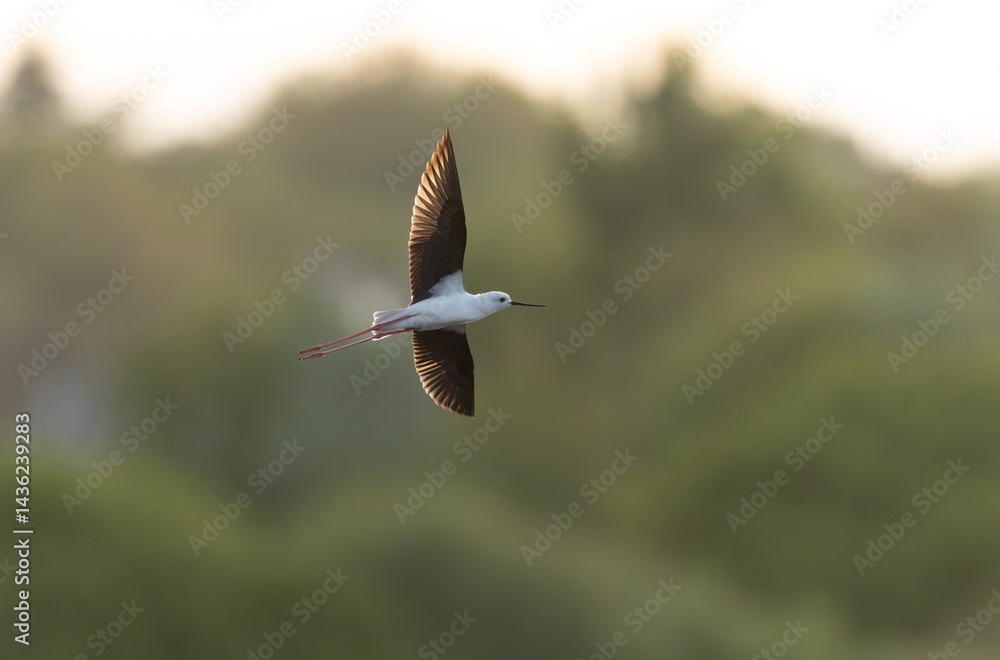 Black-winged Stilt Himantopus himantopus in Brittany, France