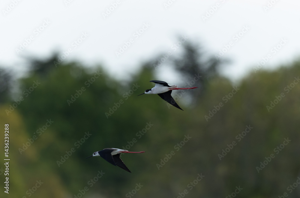 Black-winged Stilt Himantopus himantopus in Brittany, France