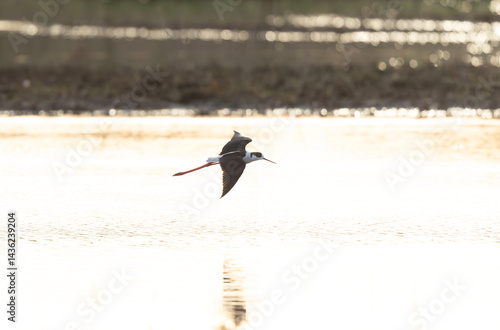 Black-winged Stilt Himantopus himantopus in Brittany, France