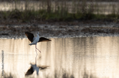 Obraz na płótnie Black-winged Stilt Himantopus himantopus in Brittany, France w salonie