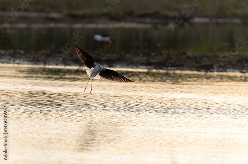 Obraz na płótnie Black-winged Stilt Himantopus himantopus in Brittany, France w salonie