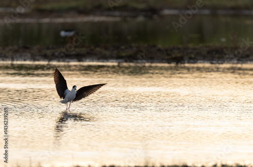 Obraz na płótnie Black-winged Stilt Himantopus himantopus in Brittany, France w salonie