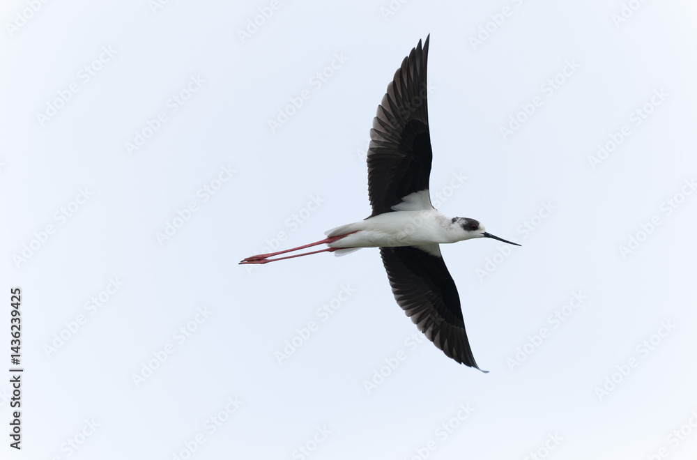 Black-winged Stilt Himantopus himantopus in Brittany, France