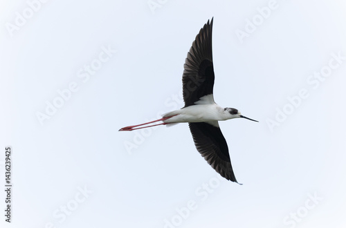 Obraz na płótnie Black-winged Stilt Himantopus himantopus in Brittany, France w salonie