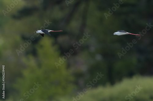 Obraz na płótnie Black-winged Stilt Himantopus himantopus in Brittany, France w salonie