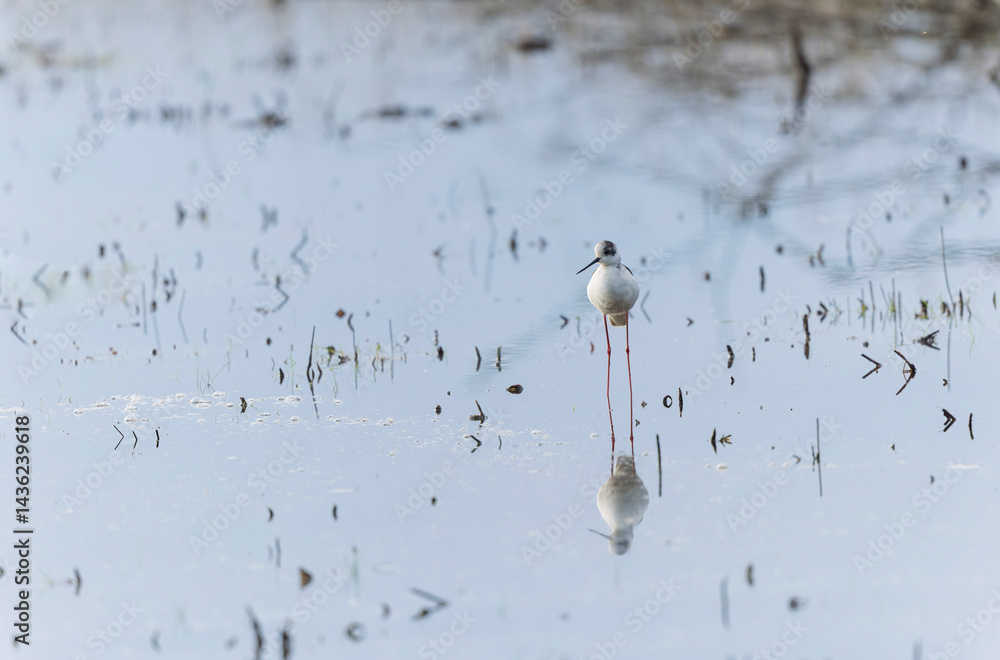 Black-winged Stilt Himantopus himantopus in Brittany, France