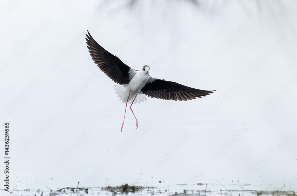 Black-winged Stilt Himantopus himantopus in Brittany, France