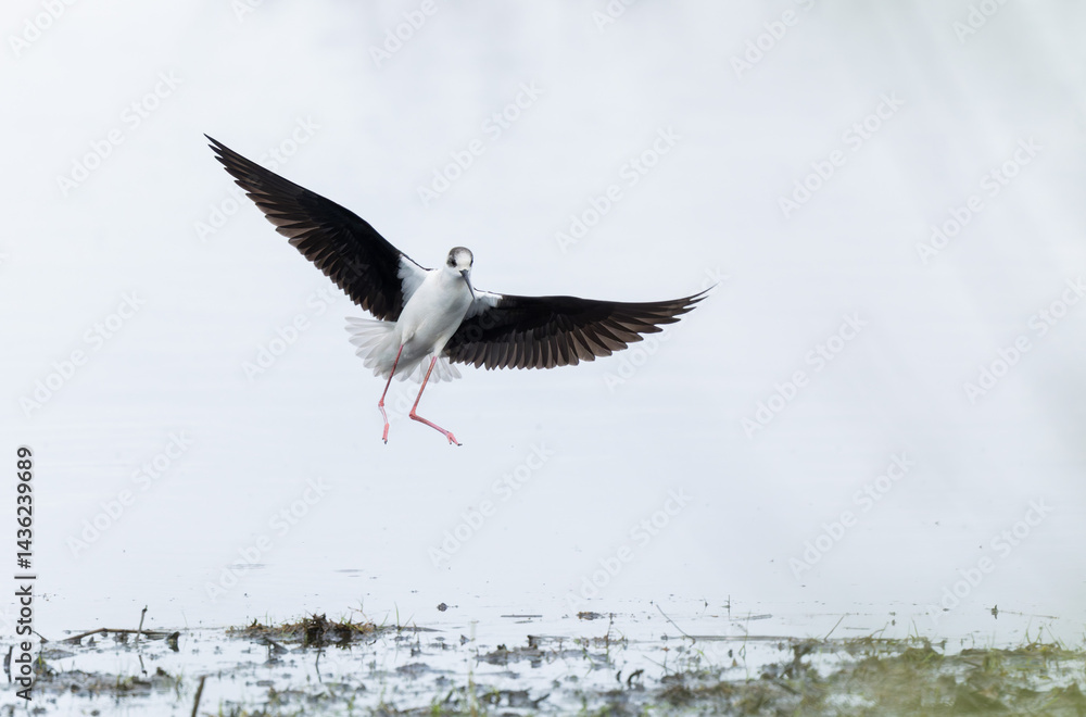 Black-winged Stilt Himantopus himantopus in Brittany, France