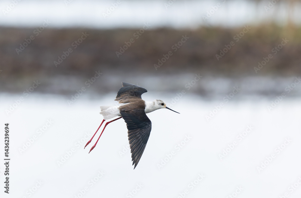Black-winged Stilt Himantopus himantopus in Brittany, France