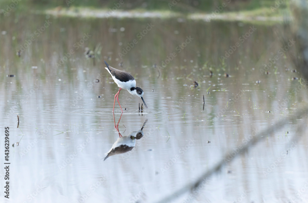 Black-winged Stilt Himantopus himantopus in Brittany, France