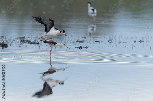 Obraz na płótnie Black-winged Stilt Himantopus himantopus in Brittany, France w salonie