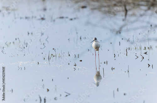 Black-winged Stilt Himantopus himantopus in Brittany, France