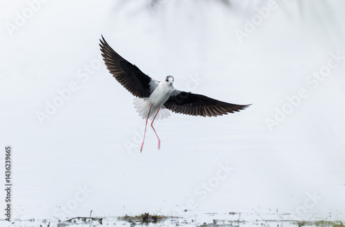 Obraz na płótnie Black-winged Stilt Himantopus himantopus in Brittany, France w salonie
