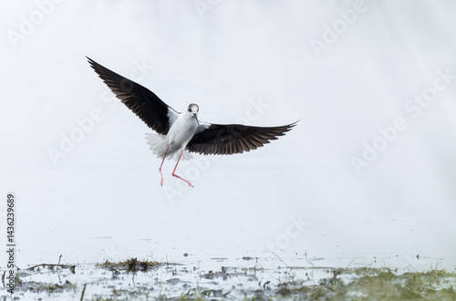 Black-winged Stilt Himantopus himantopus in Brittany, France