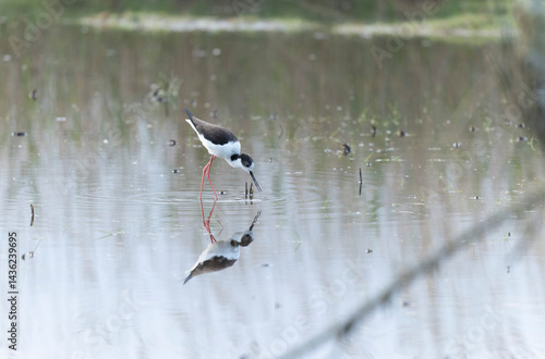 Obraz na płótnie Black-winged Stilt Himantopus himantopus in Brittany, France w salonie