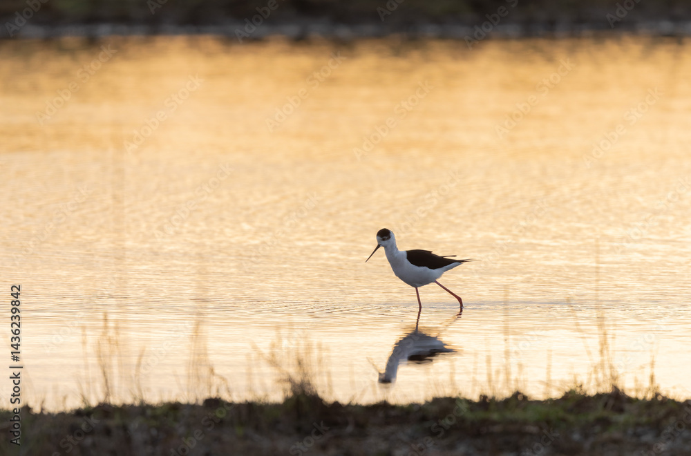 Black-winged Stilt Himantopus himantopus in Brittany, France