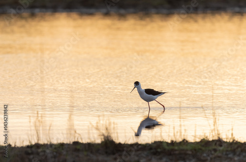 Obraz na płótnie Black-winged Stilt Himantopus himantopus in Brittany, France w salonie