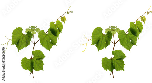 Wallpaper Mural Twin grapevines against darkness light shimmering on leaves Torontodigital.ca