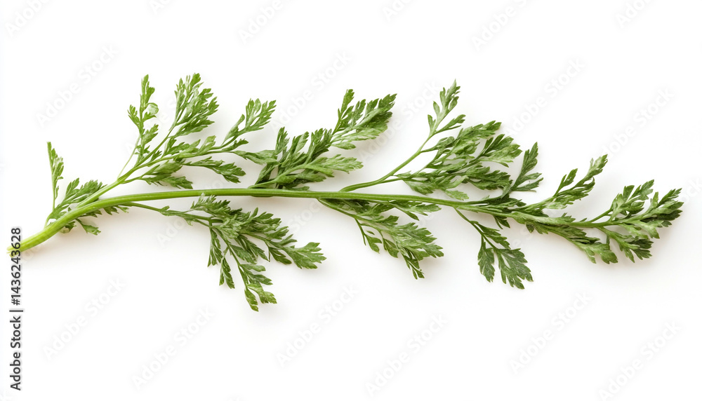One green carrot twig isolated on white background One green carrot twig isolated on white background