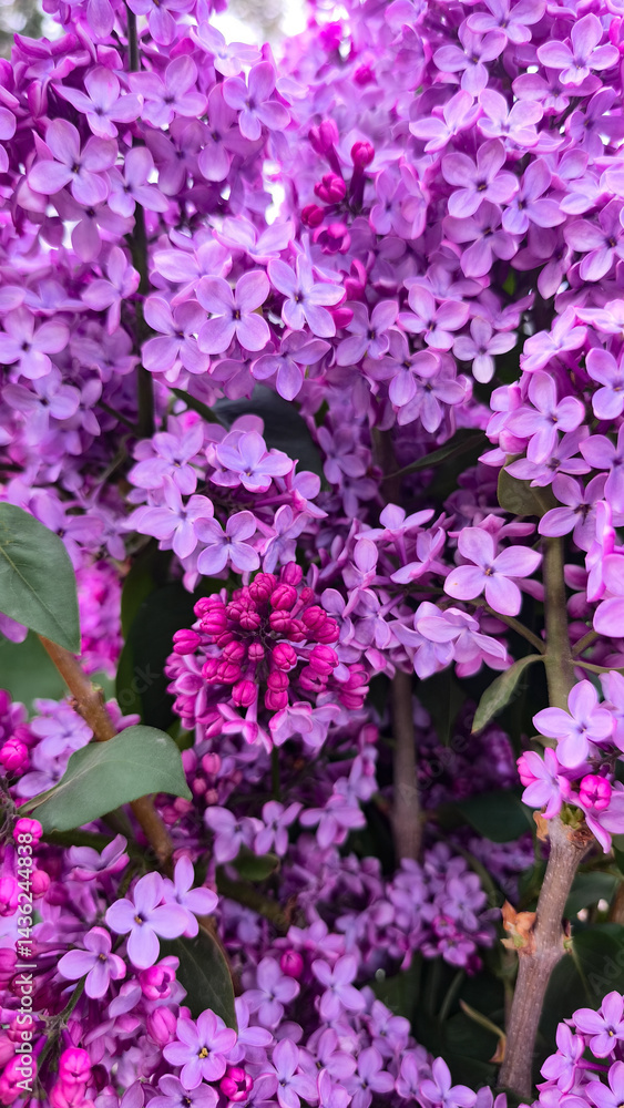 Obraz premium fresh and beautiful purple coloured lilac flowers bouquet in the fresh green spring garden; macro lilac petals