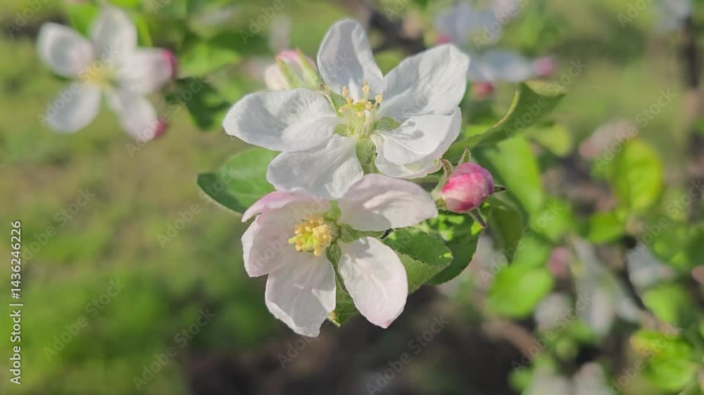 Spring blossom of apple tree. Flowers and buds on tree branches. Trees and fruits on summer cottages. Harvest Spring blossom of apple tree. Flowers and buds on tree branches. Trees and fruits on summer cottages. Harvest