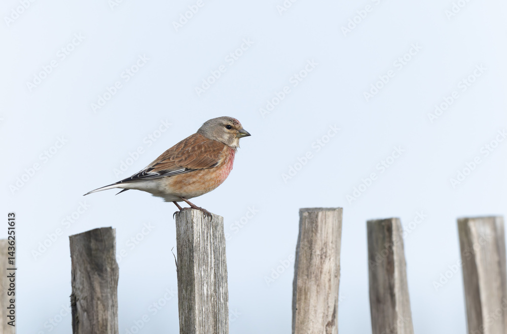 Common Linnet Linaria cannabina sitting or perching