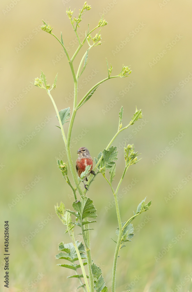 Common Linnet Linaria cannabina sitting or perching