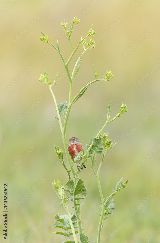 Common Linnet Linaria cannabina sitting or perching