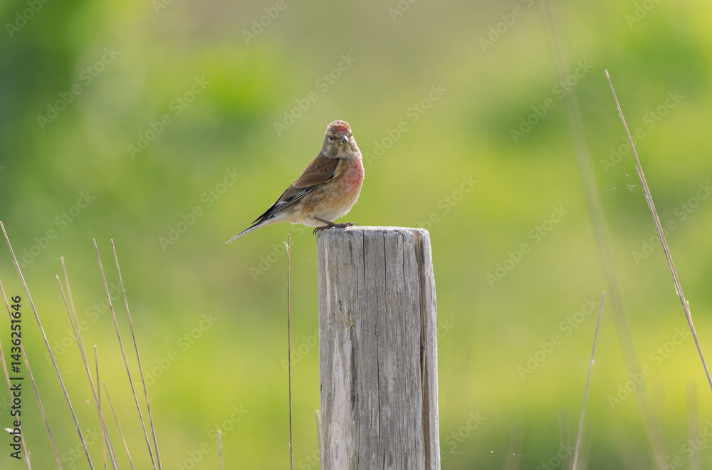 Common Linnet Linaria cannabina sitting or perching