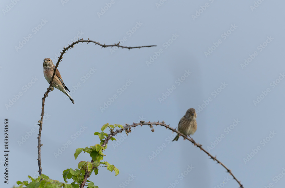 Common Linnet Linaria cannabina sitting or perching