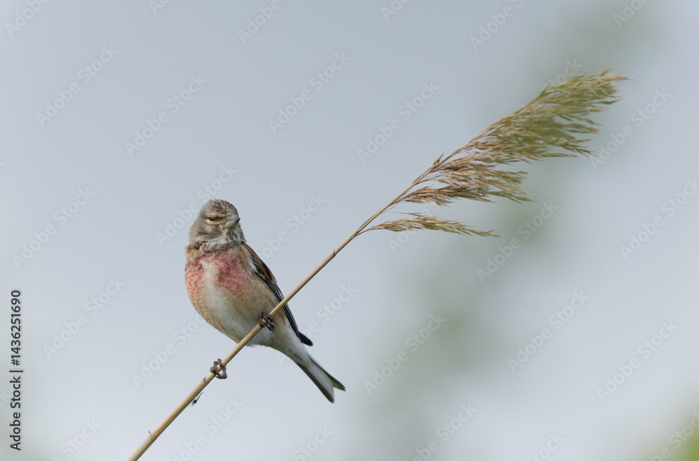 Common Linnet Linaria cannabina sitting or perching