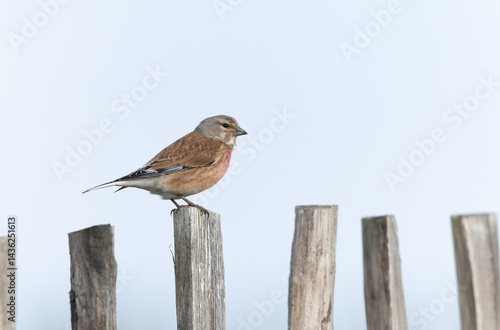 Obraz na płótnie Common Linnet Linaria cannabina sitting or perching w salonie