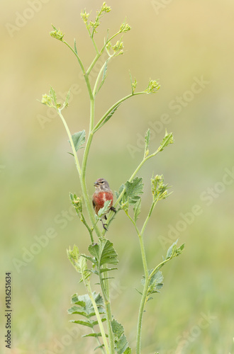Obraz na płótnie Common Linnet Linaria cannabina sitting or perching w salonie