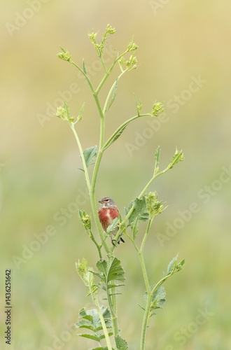 Obraz na płótnie Common Linnet Linaria cannabina sitting or perching w salonie