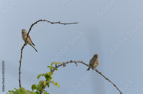 Obraz na płótnie Common Linnet Linaria cannabina sitting or perching w salonie
