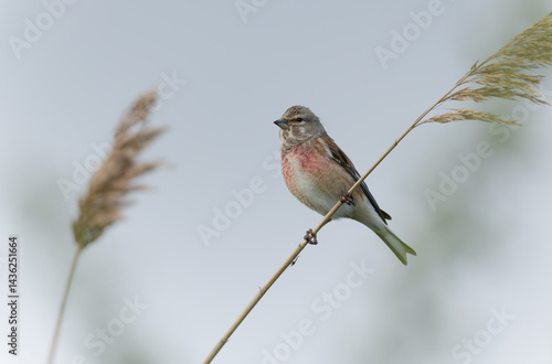 Obraz na płótnie Common Linnet Linaria cannabina sitting or perching w salonie