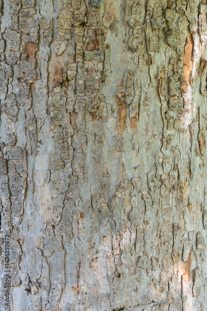 Photo of wood texture pattern Photo of wood texture pattern